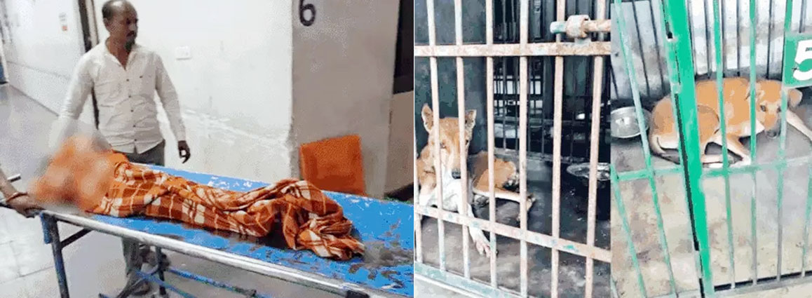 રખડતા શ્વાનનો આતંક યથાવત, શ્વાને હુમલો કરતા ૪ વર્ષની બાળકી લોહીલુહાણ